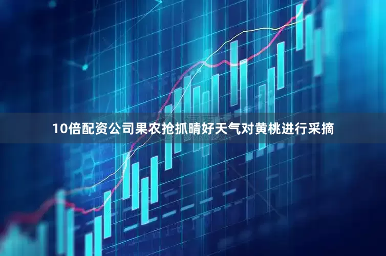 10倍配资公司果农抢抓晴好天气对黄桃进行采摘